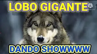TRINCA LOBO GIGANTE MELHORANDO