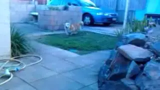 2012 1023 172823 3dogGreeting