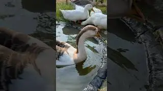 Simply WOW! Behold the Most Stunning Goose You've Ever Seen! 🌟🦢 #Shorts #goose e