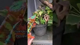 #bunglon