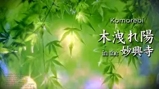 木洩れ陽 in the 妙興寺 / Komarebi