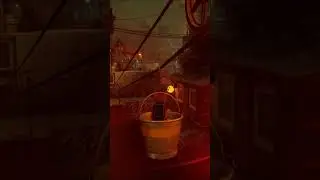 Stray Rooftop 