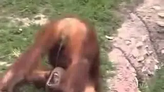 Ein affe tut sein eigene pipi trinken.