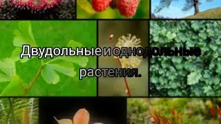 Двудольные и однодольные растения.