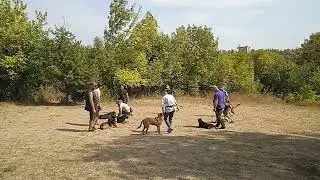 Дрессировка в Донецке КСПД 