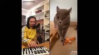 Видео про переделку криков кота в песню
