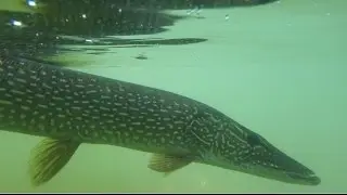 Early season pike fishing