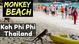 Monkey Beach - Koh Phi Phi - 2020 (Get there by Kayak) Beach Full Of Monkey's