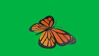 Butterfly Green Screen│Motion Graphic Transitions│Green Screen│OBS