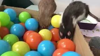 Rats Playing in a Treat Laced Ball Pit!