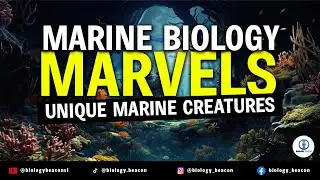 Marine Biology Marvels | Under Water | Bioluminescence Jellyfish | Leafy Sea Dragon | Mantis Shrimp