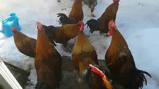 Петухи мараны продаю