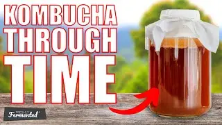 Kombucha Through Time | The History of Kombucha