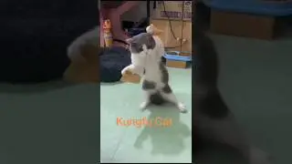 MEONK SI MASTER KUNGFU 🙀😘