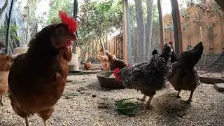 Backyard Chickens Fun Relaxing Outdoor Video Sounds Noises Hens Clucking Roosters Crowing!