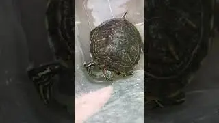 Теранозавр черепах