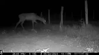 This beast is invading my fenced garden... fence height 1,5,m+