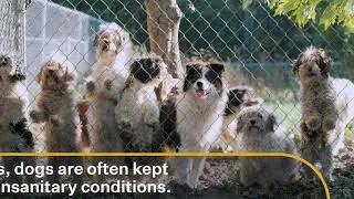 Adopt, Don't Shop