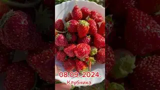 Клубника в сентябре-это не шутка 🍓#клубника  #дачныесоветыоттетинади