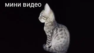 Редкий голубой бенгал