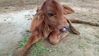 Most beautiful cute baby cow |Cute beauti 🐄 cow |Cute baby cow in desert south punjab Pakistan ||