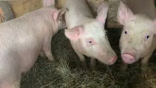 ПЯТАЧКИ УЕХАЛИ В ЛЕНИНГРАДСКУЮ ОБЛАСТЬ! КУПИЛИ ХУТОР РЯДОМ С ЛЕСОМ! ЖИЗНЬ В ДЕРЕВНЕ!