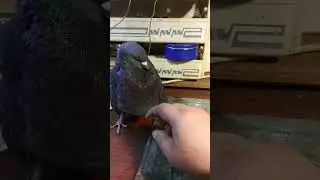 Птица злиться