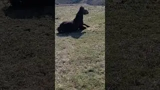 кінь 🐎 лошак