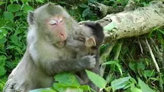 Annoying Baby Monkey Quinton always disturbing his Mother? Mom Get Angry