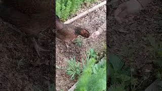 My chicken is a vegan #chickenlife #garden #gardening
