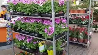 Orchid Review at OBI Mega Belaya Dacha/Moscow