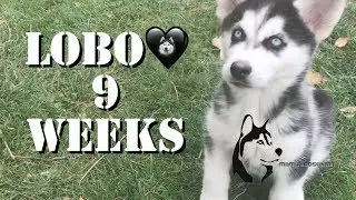 Husky 9 WEEKS