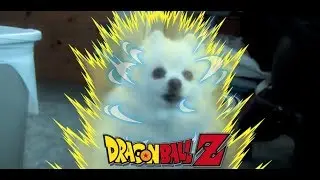 Opening de Dragon Ball Z Cantado por un Perro