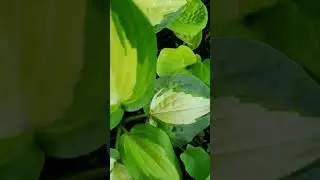 Хоста Лейксайд Метер Майд, М 