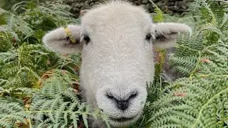 This Woman Is Living Her Best Life With A Family Of Sheep | The Dodo