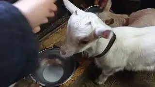 Обед у козлят