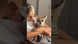 Леопардиза захворала без своего брата😨 как думаете может быть стресс из-за разлуки ? Подписывайтесь