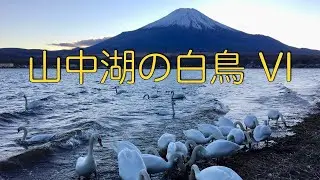 山中湖の白鳥 VI  (Swans in Lake Yamanaka) 2021.11.11
