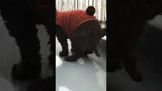 1. 2.3.4 POOP! 