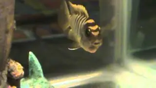 hongi 4 hours before she died