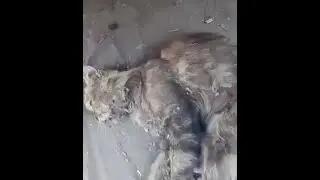 Poor Cat Hit By The Car And People Left It Thinking She's Dead, Rescue | Before & After