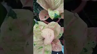 Aglaonema Collection 🥰