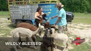 Show 1015B Wildly Blessed