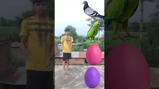 Egg to Pigeon, Parrots, Owl, Hen, - vfx magical video #shortsfeed #funny