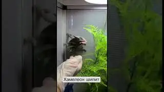 Как злится хамелеон#29