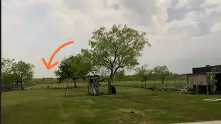 How my Chikens react during the Eclipse Solar 2024  Como reaccionaron mi gallinas Durante el Eclipse