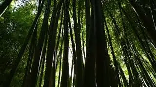 BAMBOO background