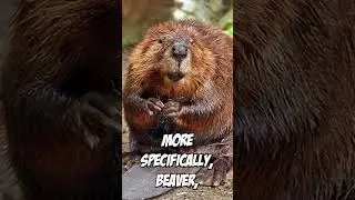Beaver Airdrops?! #shorts