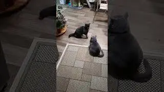 Кот Оскар и приступы Лени) 