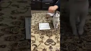 Кот не наступает на Коран.